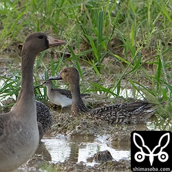 マガンについてきたオナガガモ。