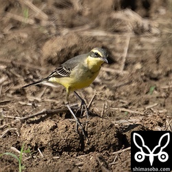 ツメナガセキレイ冬羽。