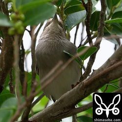 カラムクドリの成鳥メス。