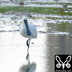 マガンの田んぼにクロツラヘラサギ。