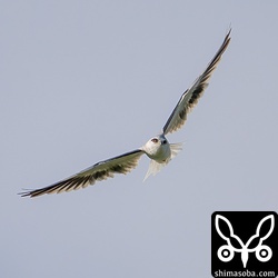 カタグロトビ未成鳥。ほとんど成鳥と変わりませんが、雨覆に少しだけ幼羽が残っていました。