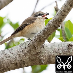 シマアカモズ第1回冬羽。ハチらしきを捕まえていました。