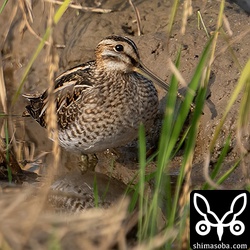 稲刈り後の田んぼにタシギ幼鳥。