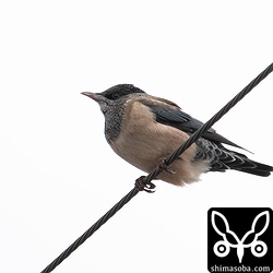 電線からカジュマルに降りるのですが、葉っぱで隠れてしまうのでこんな写真を何枚もとってしまった…。^^;