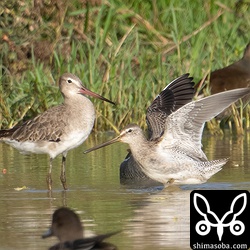 オオハシシギとオグロシギ。離れ離れになったのにまた戻った…。