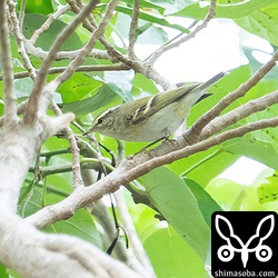 石垣島で見られるムシクイで唯一、鳴き声を聞かなくても識別できるキマユムシクイ。