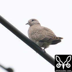 ベニバトのメス。第1回冬羽へ移行中。