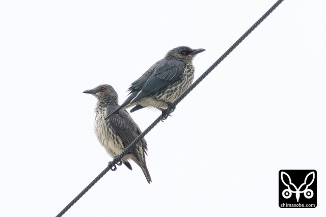 ミドリカラスモドキ