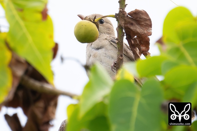 バライロムクドリ