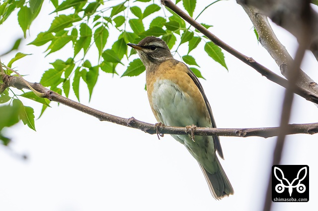 マミチャジナイ