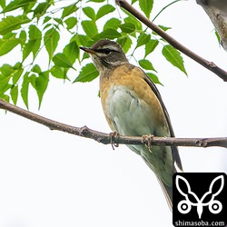 沖縄では少ないマミチャジナイ。
