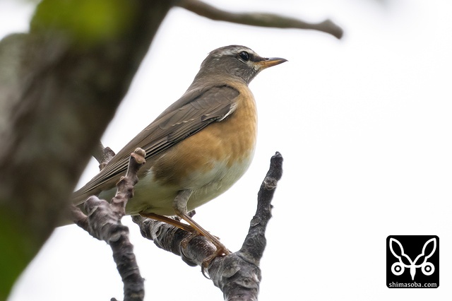 マミチャジナイ