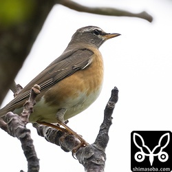 上と同じ個体。第1回冬羽。