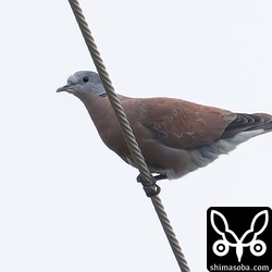 ベニバトのオス。第1回冬羽へ移行中。