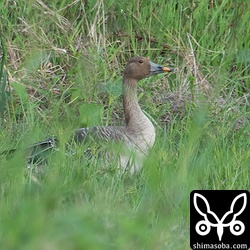 オオヒシクイは1羽。