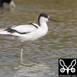 断続的に飛来するソリハシセイタカシギ。今季の4羽はすべて幼鳥です。