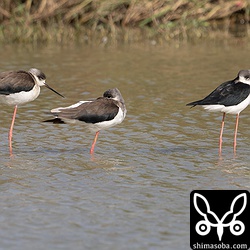 セイタカシギの第1回冬羽。左の2羽がメスで右がオス。