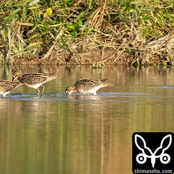 田んぼにはタシギがどんどん増えてここには15羽ほどいました。