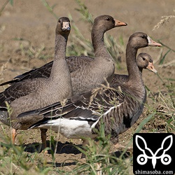 マガンは2カ所に合わせて27羽。