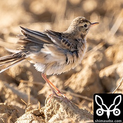 上と同個体。幼鳥ですね。