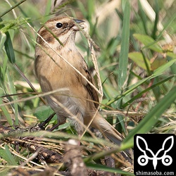 静かに見ていれば意外と警戒心は弱いようだ。