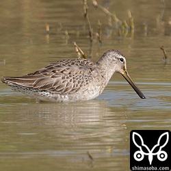 長逗留のオオハシシギ。夏羽になるまでいるといいのですが。