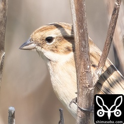 顔のアップ。くちばしが直線的なのがシベリアジュリンの特徴の一つ。