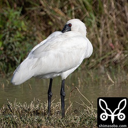数日前から滞在のクロツラヘラサギ。