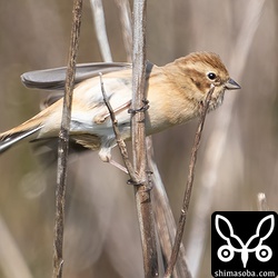 シベリアジュリンの腹。白っぽさが目立ちます。