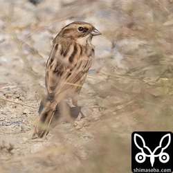 背面からシベリアジュリン。