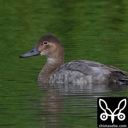 今季初のホシハジロのメス冬羽。