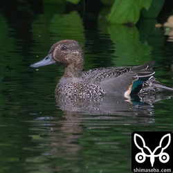コガモのオス。生殖羽へ移行中。