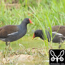 バンは成鳥から幼鳥までさまざまな年代が集まっています。