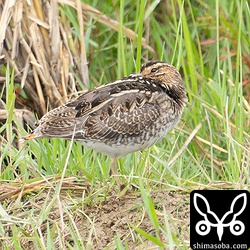 タシギ。換羽が進んでいます。