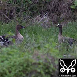 カリガネ(右)とオオヒシクイ。