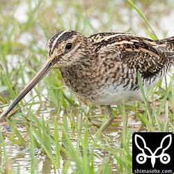 上とは別個体のタシギ。第1回冬羽。