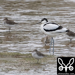 海岸のソリハシセイタカシギ。周りはハマシギ。