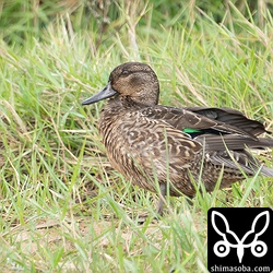 コガモ幼羽。