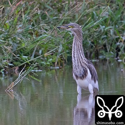 アカガシラサギ。2羽いました。