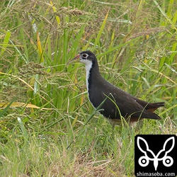 異様な姿に驚きましたが、部分黒化のシロハラクイナでした…。^^;
