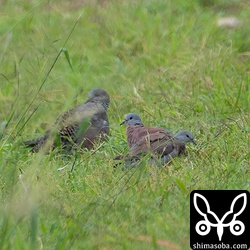 ベニバトのオス2羽。両方とも未成鳥。
