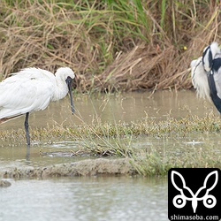 クロツラヘラサギ(左)とアオサギの大きさ比べ。