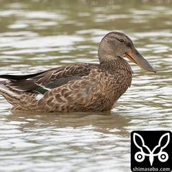 ハシビロガモのオス幼鳥。