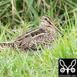 これもタシギ第1回冬羽へ。