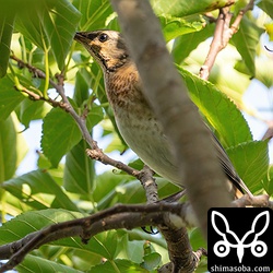 隠れているつもりのハチジョウツグミ。