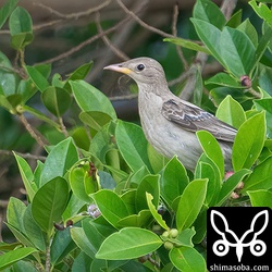 バライロムクドリの幼鳥。換羽が進んできています。春まで滞在したらあの美しい姿が拝めるのですが…。