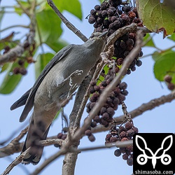 アカギに移動しました。実を食っている様子はなかったのでやはり虫を探しているようでした。