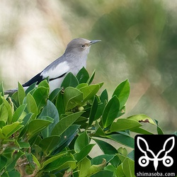 カラムクドリのオス成鳥。