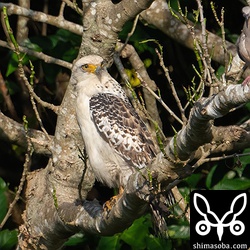 カンムリワシ幼鳥。お気に入りの場所。
