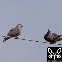 ベニバトのオス(左)とメス。両方とも第1回冬羽。